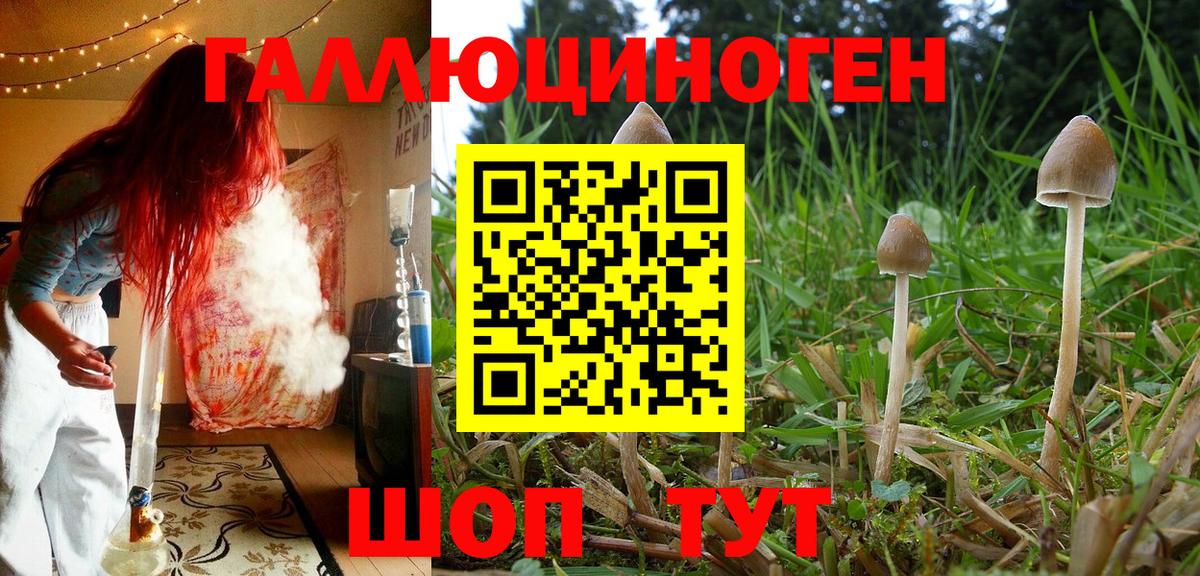 Саранск  Псилоцибиновые грибы Psilocybe  Вход с VPN 